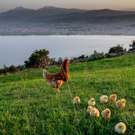 Ελεύθερη Βοσκή